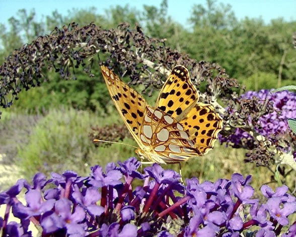 Queen of Spain fritillary